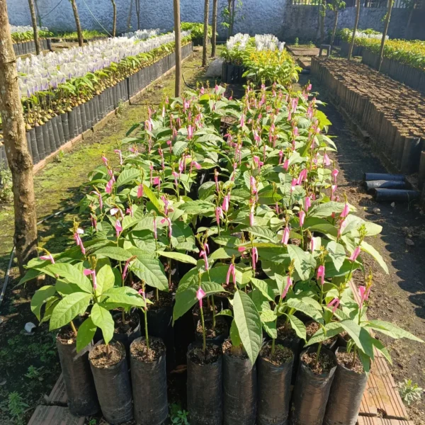 Plantulas de Aguacate Hass